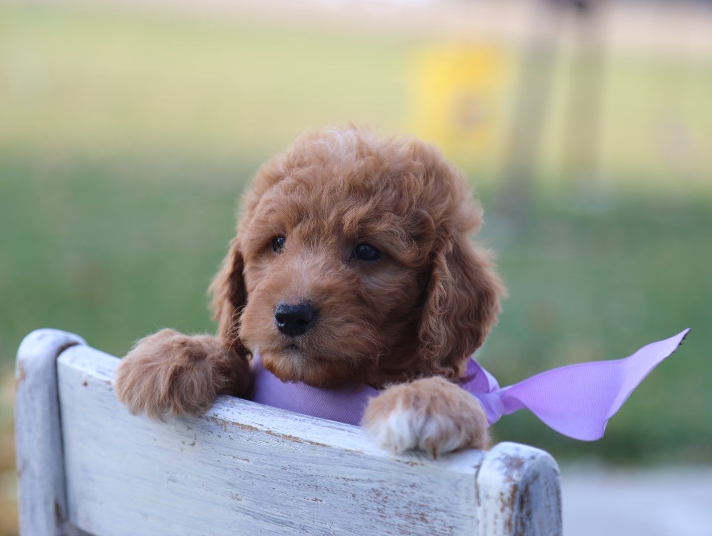 Faith • Mini Goldendoodle - WildWood Doodles - Pick The Poodle Cross ...